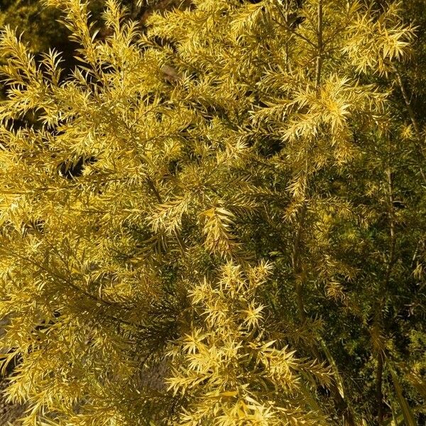 Melaleuca bracteata Foglia