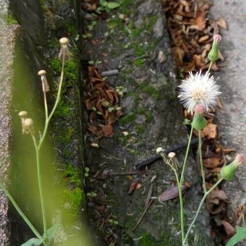 Emilia sonchifolia Virág