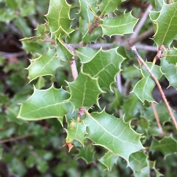 Quercus coccifera Liść