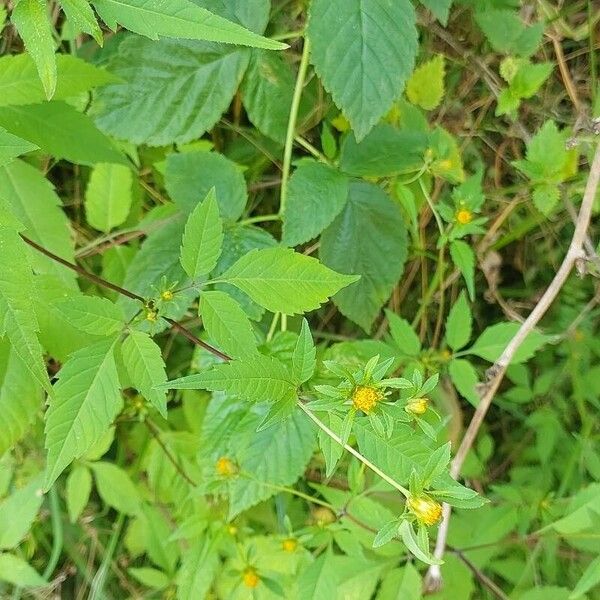 Bidens frondosa Лист