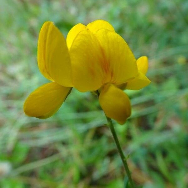 Lotus corniculatus 花