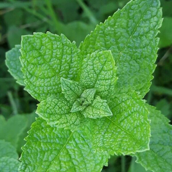 Mentha × rotundifolia 葉