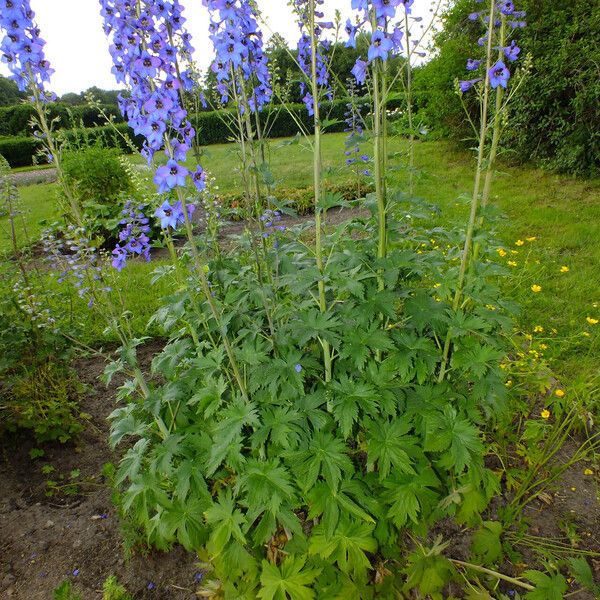 Delphinium elatum 形態