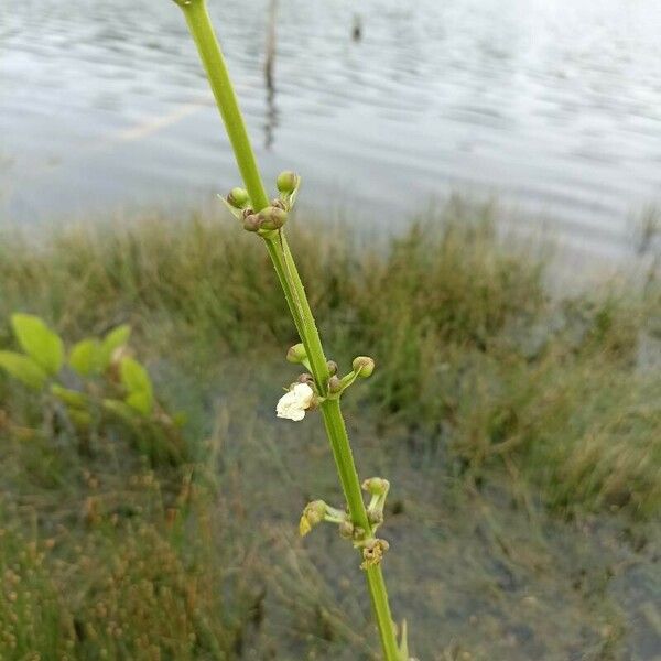 Echinodorus grandiflorus Квітка