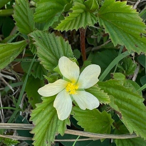 Malvastrum coromandelianum Цветок