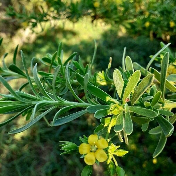 Suriana maritima Flower