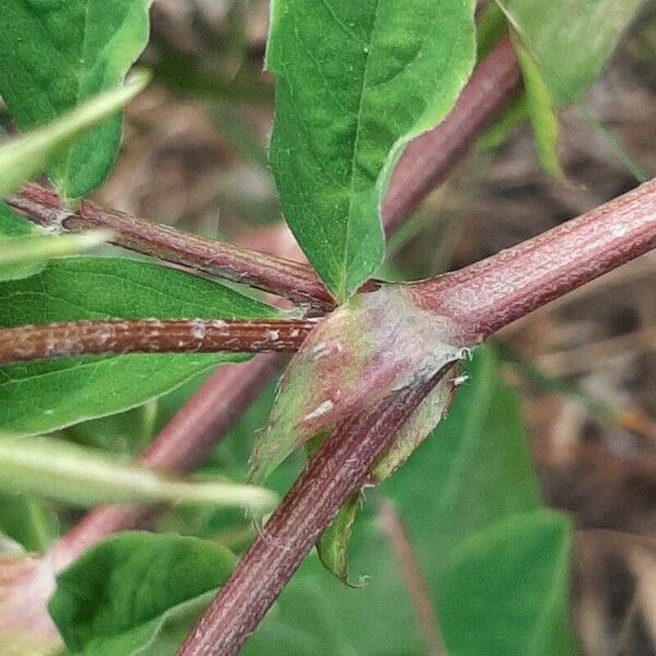 Astragalus glycyphyllos Corteccia