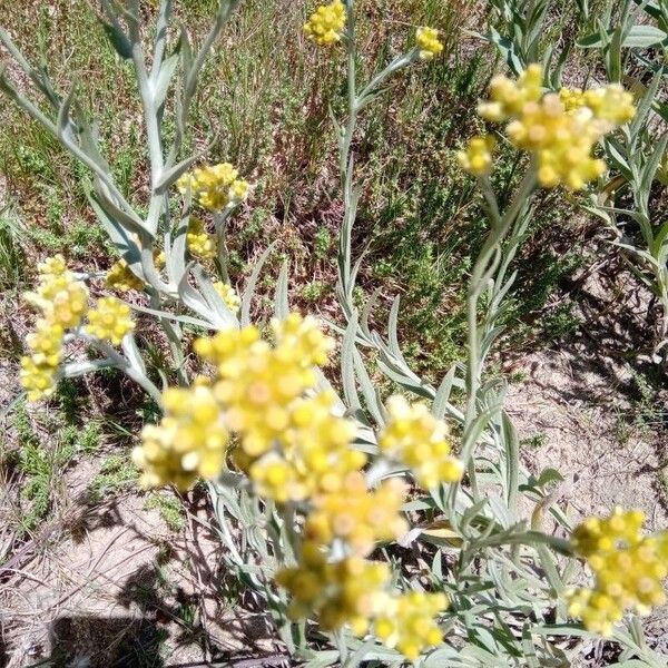 Helichrysum arenarium Flower