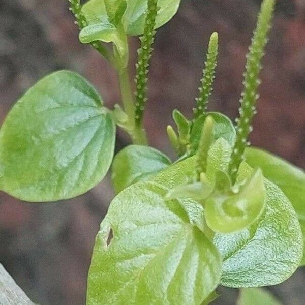 Peperomia pellucida Lehti