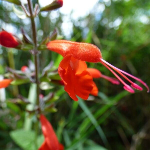 Salvia coccinea Flower