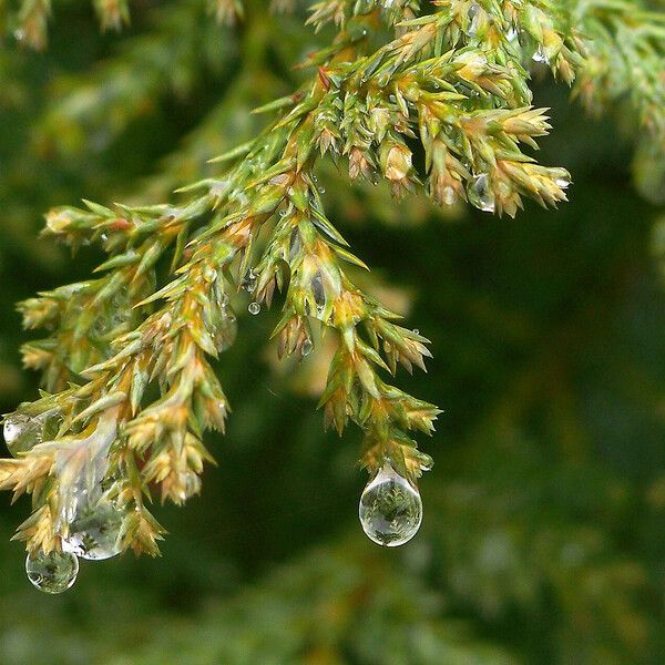 Juniperus communis Leaf