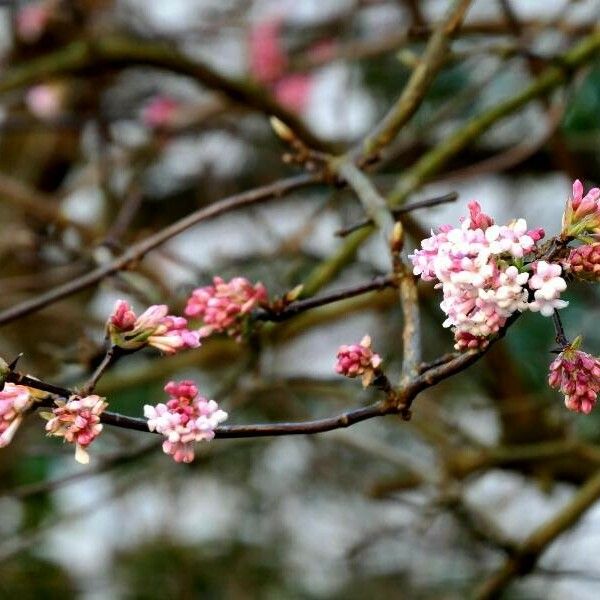 Viburnum farreri Fleur