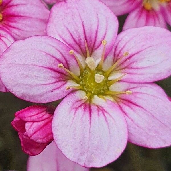 Saxifraga rosacea Kwiat