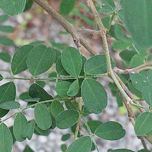 Indigofera tinctoria List