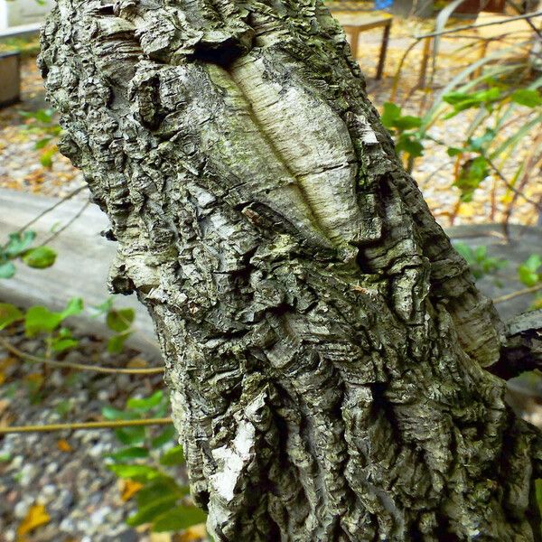 Quercus suber Rinde