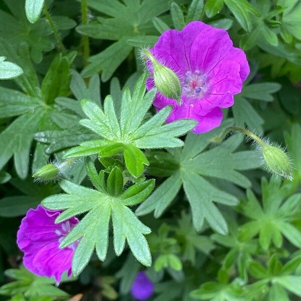 Geranium sanguineum Blatt