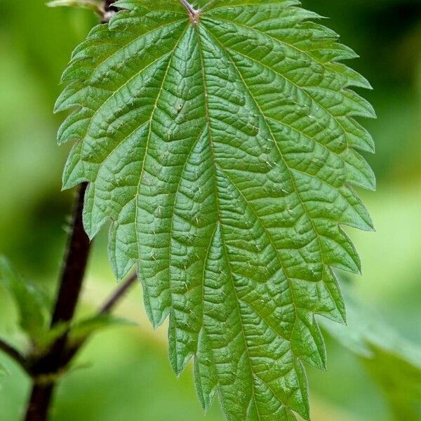 Urtica dioica Ліст