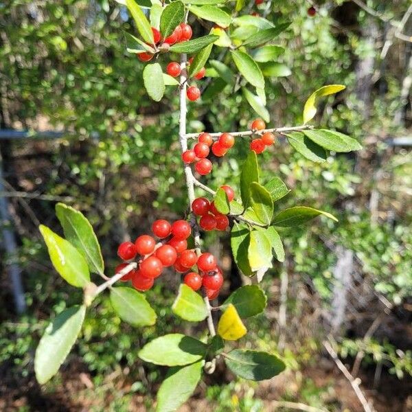 Ilex vomitoria Fruto