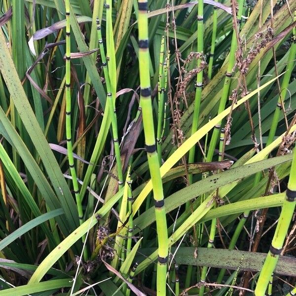 Equisetum hyemale List