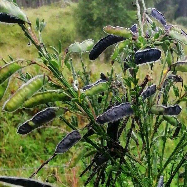 Cytisus scoparius Plod