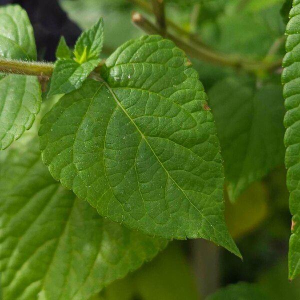 Salvia guaranitica Fuelha