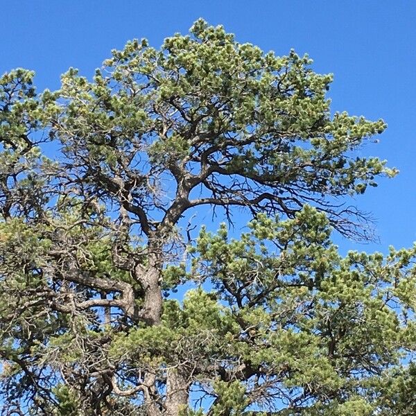 Pinus edulis Habitus