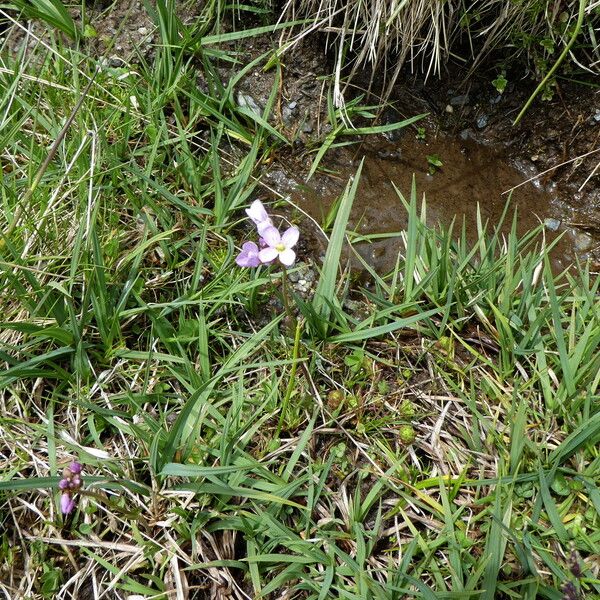 Cardamine crassifolia Habit