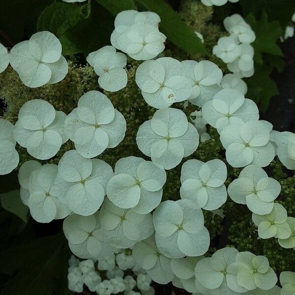 Hydrangea quercifolia Flower