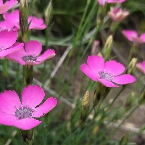 Dianthus pavonius Blüte