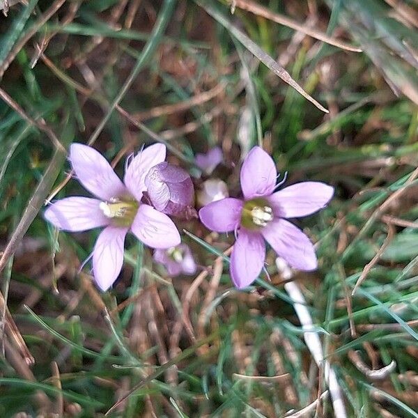 Gentianella ramosa Flor