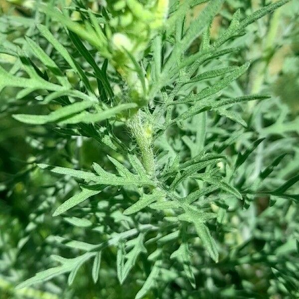 Ambrosia artemisiifolia 葉