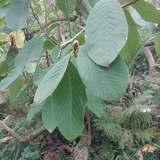 Annona cherimola Foglia