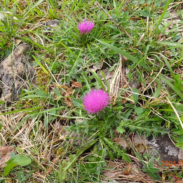 Cirsium acaule Flower