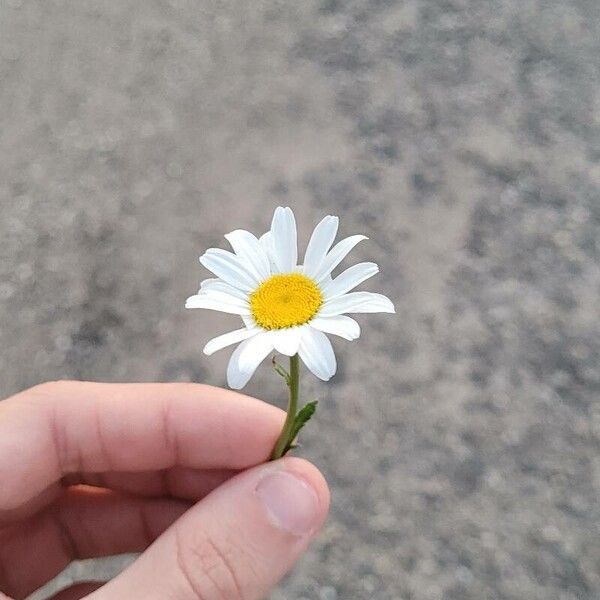 Leucanthemum vulgare Blüte