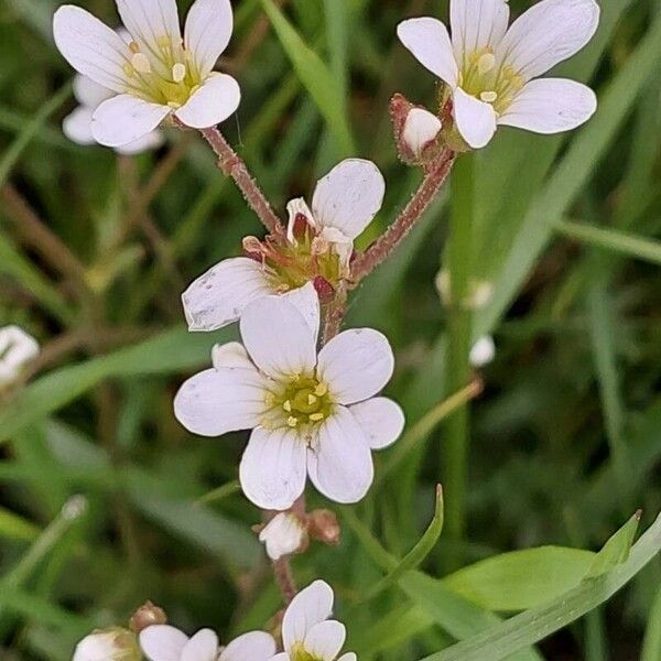 Saxifraga granulata Blomst