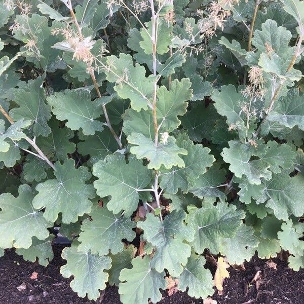 Glaucium fimbrilligerum Leaf