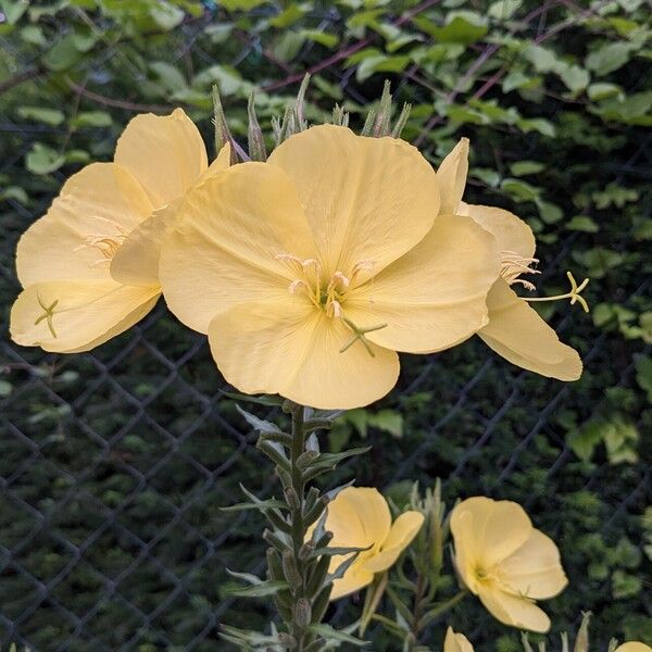 Oenothera glazioviana Flor