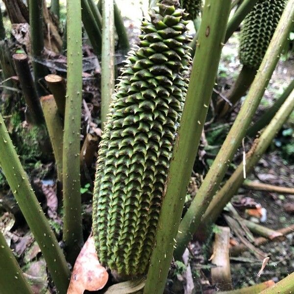 Ceratozamia mexicana Цвят