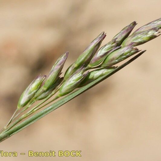 Danthonia decumbens Фрукт