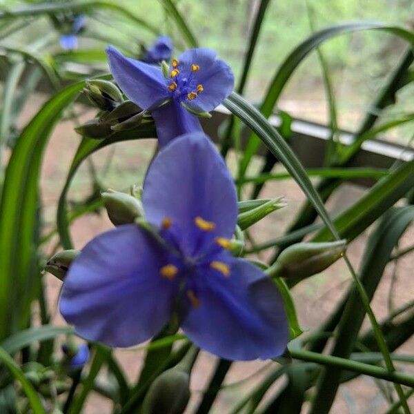 Tradescantia occidentalis Bloem