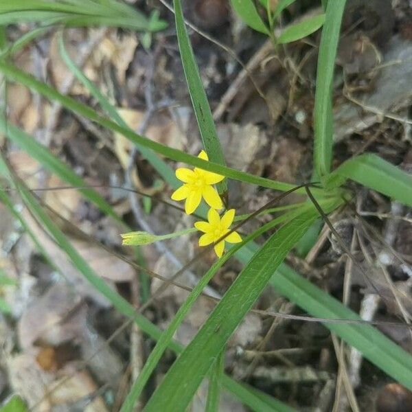 Hypoxis hirsuta Blomst