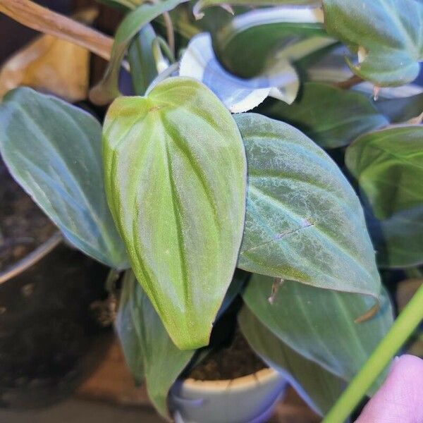 Philodendron camposportoanum Blatt