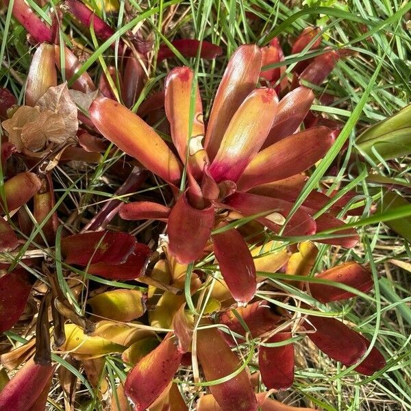 Aechmea caudata Blatt