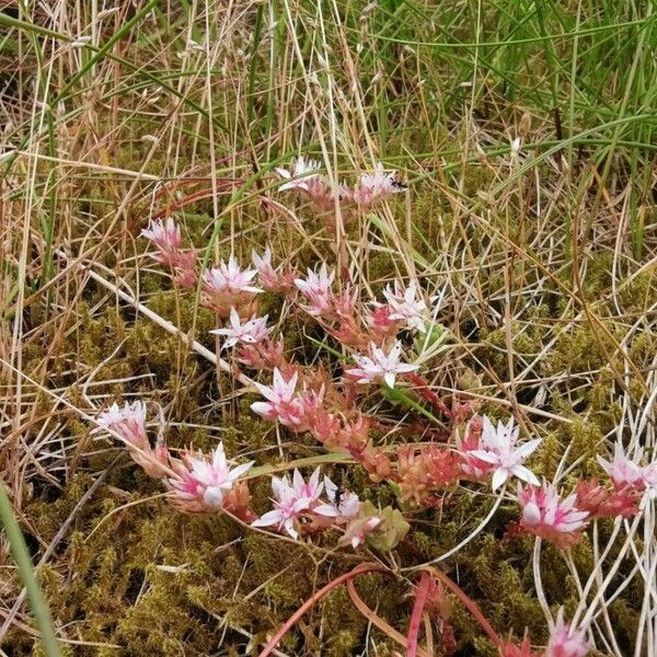 Sedum anglicum Õis