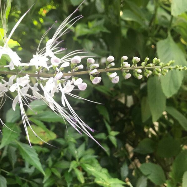 Orthosiphon aristatus Çiçek