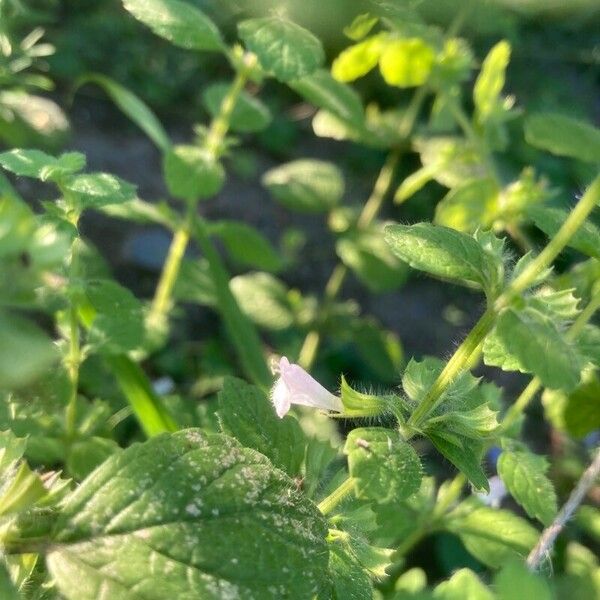 Melissa officinalis Flower