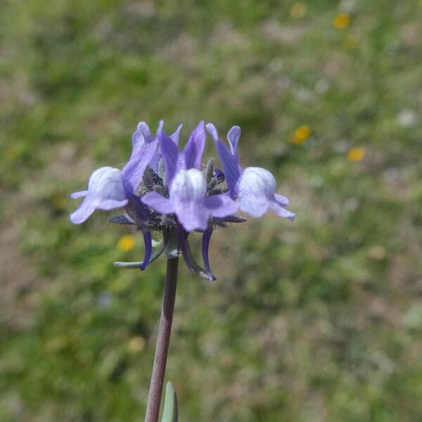 Linaria arvensis Kvet