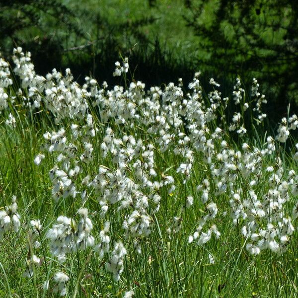 Eriophorum latifolium 其他