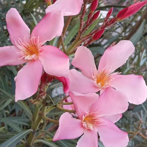 Nerium oleander Blomst