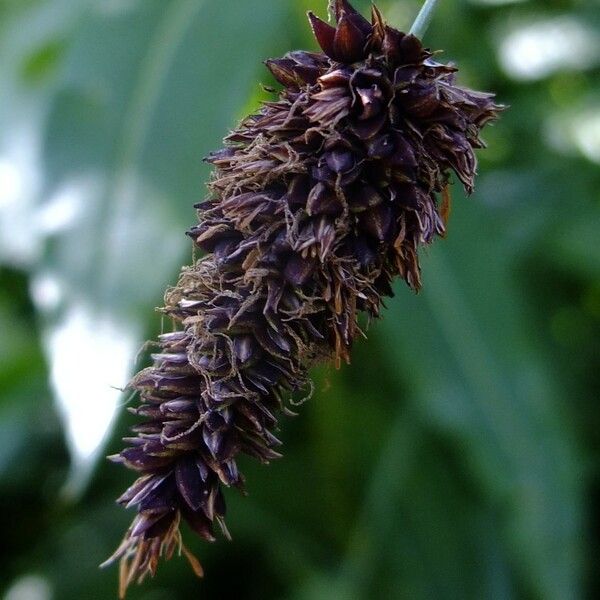 Carex atrofusca 花